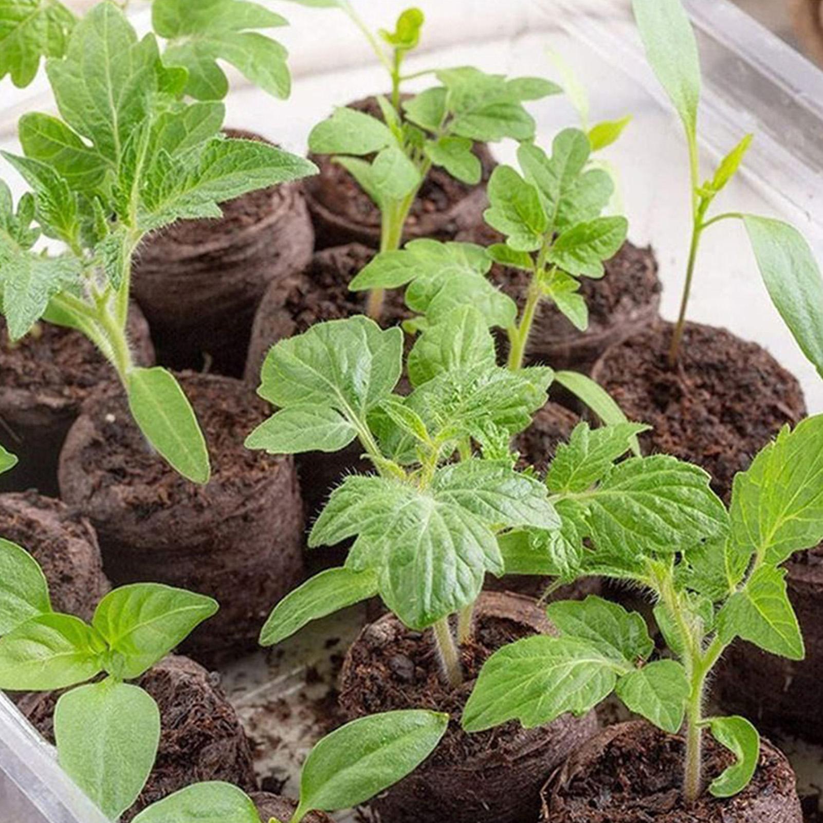 Peat Pellet Tray - 100 Sztuk Tacek z Mieszanką do